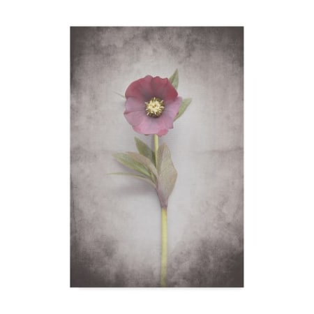 Felicity Bradley 'Vintage Hellebore Study VI' Canvas Art,12x19